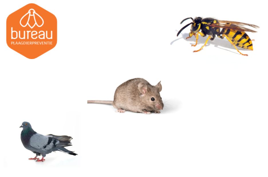 Where mice live and household pest insights - Trek Bad Lands